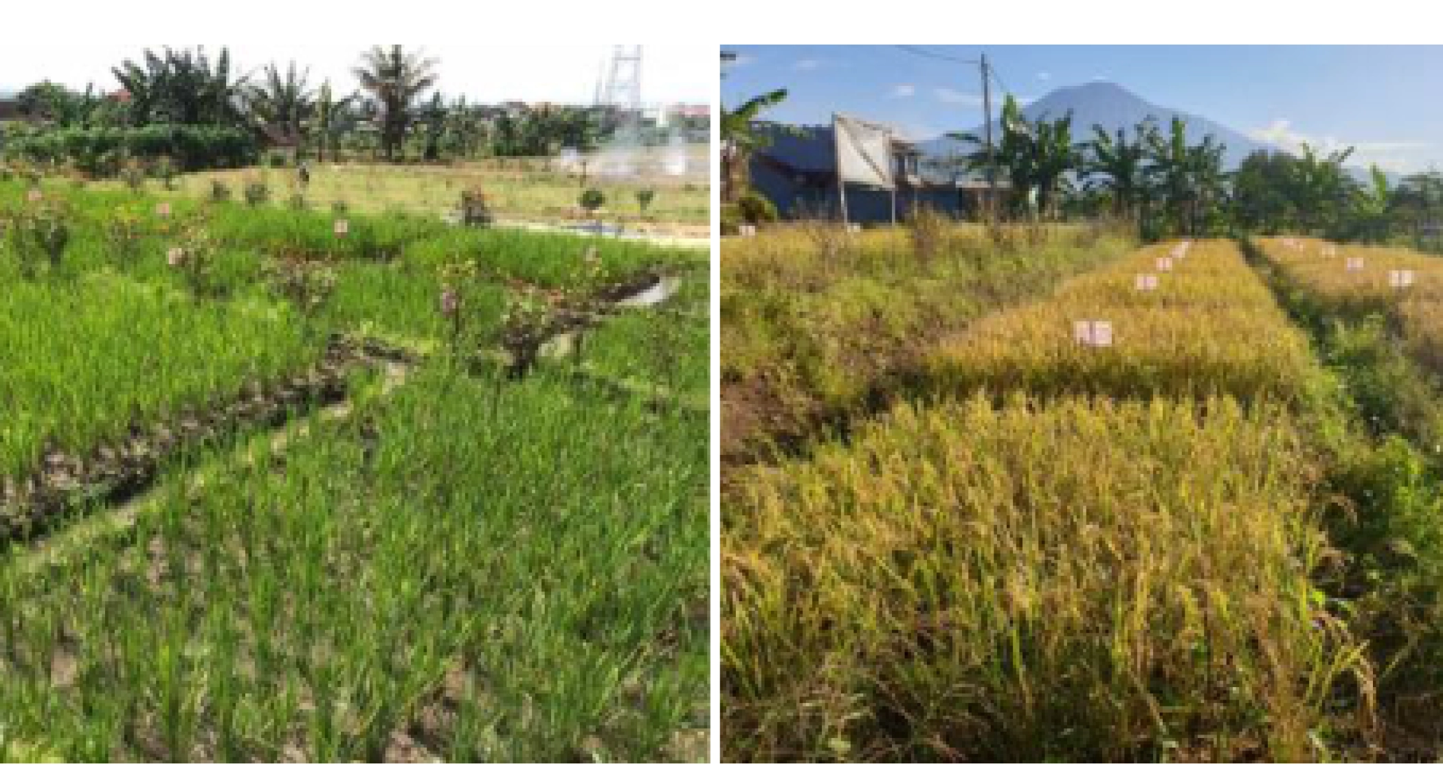 APLIKASI PUPUK NPK FERTICOMP 15-15-15 PADA TANAMAN PADI SAWAH