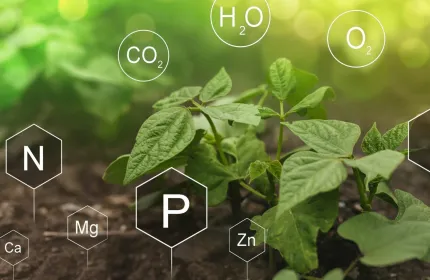 Education Nutrition Fertilizer and Plants Why is Fertilization Important for Plants